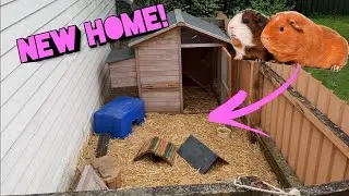 *NEW* Outdoor Guinea Pig Enclosure!!!