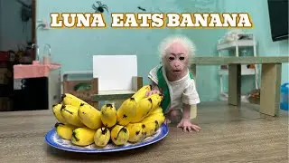 Luna and the ripe bananas, so sweet and delightful.
