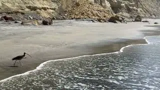 Torrey Pines State Natural Reserve | Hiking Torrey Pines Beach Trail Loop | San Diego, CA | [4K]