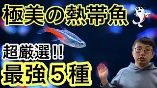 【今選ぶ熱帯魚5種!】飼いやすくて極美な魅力満載の熱帯魚をご紹介!!