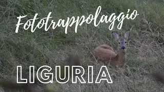 Fototrappolaggio Liguria - la nostra casa nel bosco