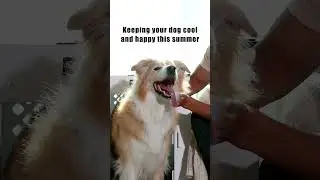 Do you use a fan on your crate?