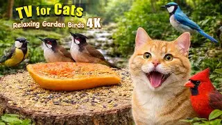 🔥 Pets Can’t Look Away 😻🐶 Bird TV 4K | 90 Minutes of Calm & Happiness for Cats and Dogs