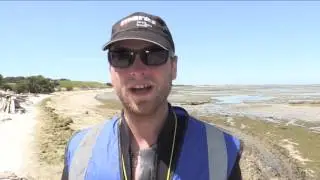 Hundreds of pilot whales beached in New Zealand