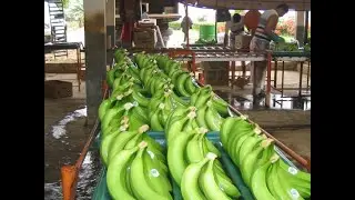 Chiquita mantiene sus operaciones de producción en Honduras