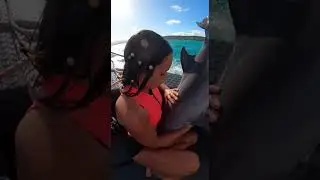 Wait for the end... saving a dolphin! 🐬🚨 #sharkattack
