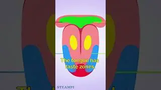 Taste Bud Myth Broken One Tongue All Flavors Biology Explained 👅🧠 #ScienceMeme #Biology