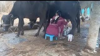 #vlog 🐃ఈరోజు గేద పాలు తీయడానికి నేను పడిన తిప్పలు🤯🤦🏻‍♀️😀/buffalo milk process 🤯//channel subscribe 🤗