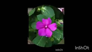 Chinese  Balsam 🌸#garden #kerala #plants#flowers  #gardening 