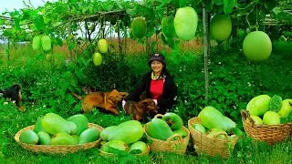 Harvest Giant Passion Fruit To Sell At The Market, Growing Vegetables, Raising Fish