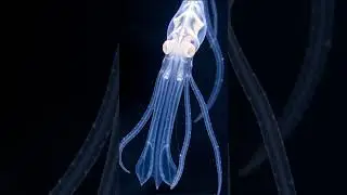 Why the Antarctic Ice Squid Is Almost Invisible #facts #marinemystery #animals