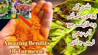 Amazing Benifits Of Turmeric In Garden|Turmeric Powder For Plants