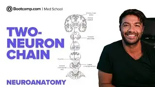 Two-Neuron Chain Explained | UMN vs LMN Lesions, Reflex Arc & Babinski Sign