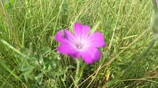 Sainfoin, corn cockle, cornflower