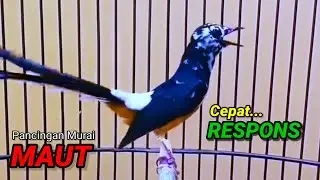 SUARA MURAI BATU TRAH JUARA untuk Pancingan Murai Batu agar BUNYI DAN EMOSI pasti NYAUT