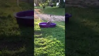 Josh the Goose takes a bath
