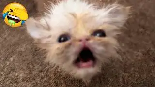 New Funniest Cats Videos 😼Try Not To Laugh😜Daily Serving of Internet Cats Part 19