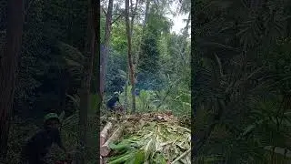 Tebang kayu,kamera Nyaris  tertimpa pohon 😲! #lumberjack #chainsawman #wood