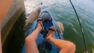Kayak Fishing Marco Island Bridge | Where to Fish for Mangrove Snapper
