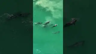 Горбатые дельфины заходят в залив на охоту.