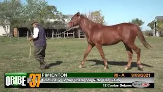 37 - PIMIENTON