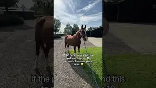 Who owes you a horse? 😂  #horse #horses #pony #rider #riding #equestrian #horseriding #pferde #fun
