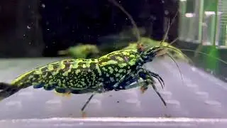 Premium Stardust from TB Shrimp