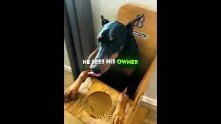 This Dog Has to Eat in a Chair 🥺🐶 (@jessieholland_) #shorts