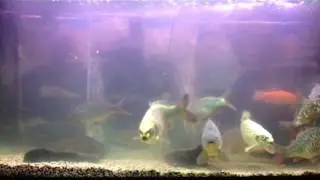 uk native species carp and tench tank update