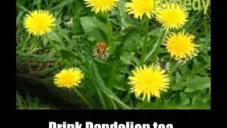 5 Top Herbal Remedies for Diuretics - Treat Diuretics Naturally