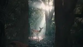 Deer in forest view #deer #forest #sunlight #wildlife #wildanimal #view