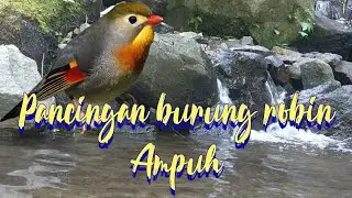 Pancingan burung robin ampuh