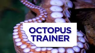 Odd Jobs: How to train an octopus