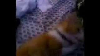 cute kitty playing with string