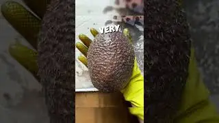 This poor hedgehog couldn't grow his quills 🥺💔 #shorts