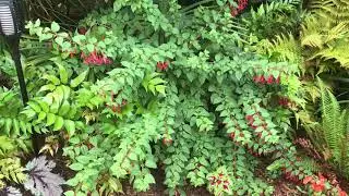 Hardy fuschia is great for shady spots