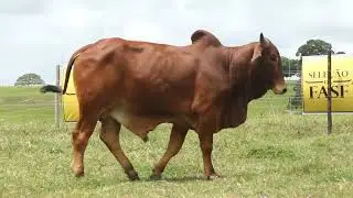 LOTE 07 MMBT 129
