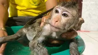 Cute Baby Monkey Alex Bathe