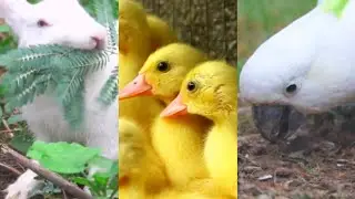 Tiny Duckling Eating | Cute Baby Duck