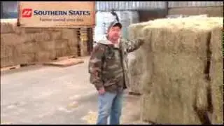 Coastal Bermuda Hay
