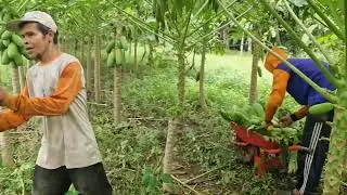 AMAZING! FARMERS PICK PAPAYAS IN THEIR GARDENS WITH JUST THEIR BARE HANDS. - Agriculture Farming