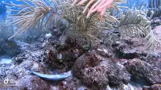 I found an eel resting after catching his lunch....