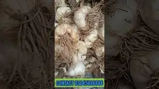 Narc G1 seed curing process| G1 garlic storage