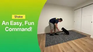 How to Teach Your Dog to SHAKE - Fun and Easy Command Training