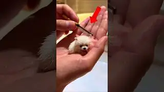 3 ANIMALS SO SMALL THEY FIT ON YOUR FINGER! 😍🤏