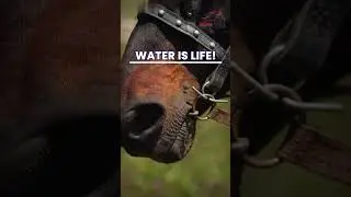 Horse Hydration Guide: Water Needs & Dehydration Prevention