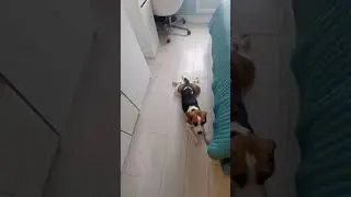 Бигль ползи#бигль #dog #собаки #beagle #shorts