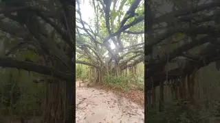 #nature #outdoors #yt #trees #walking #youtuber