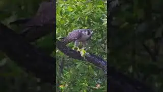 Rare Predator Encounter Footage: Peregrine Falcon Feasts on Parakeet !