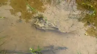 A puffer fish found in the wild